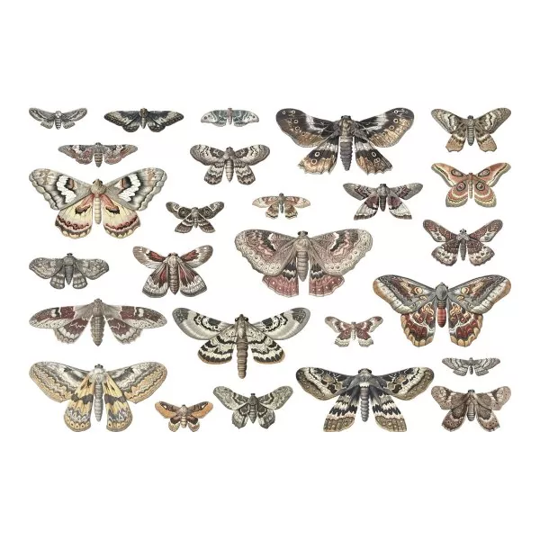 Halloween Transparencies, Moths Idea-ology Tim Holtz 1