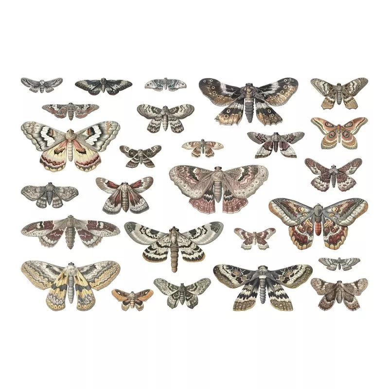 Halloween Transparencies, Moths Idea-ology Tim Holtz 1